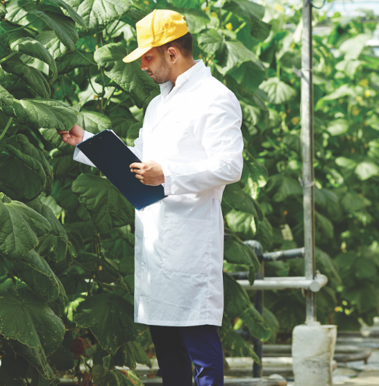 Greenhouse worker checking plants