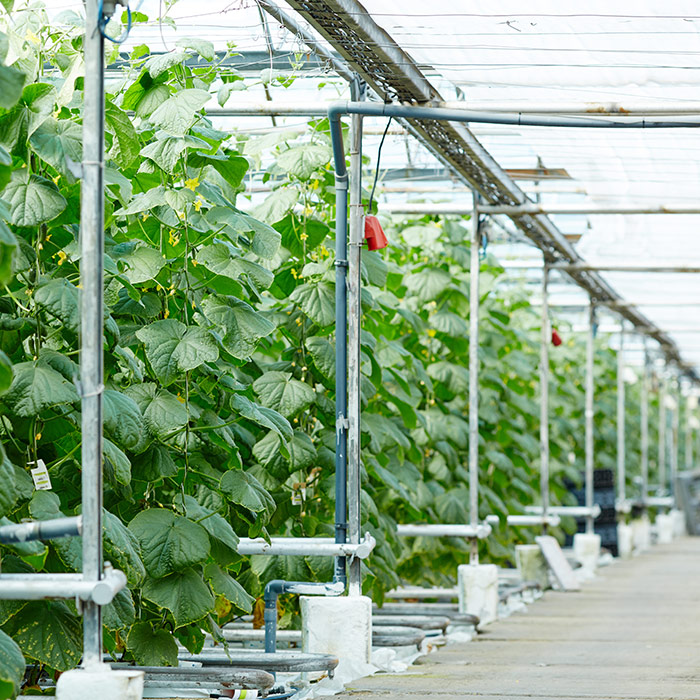 Row of plants in a greenhouse